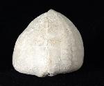 Echinocorys scutata (LESKE 1778) - Bild © FossNet FossilienStore